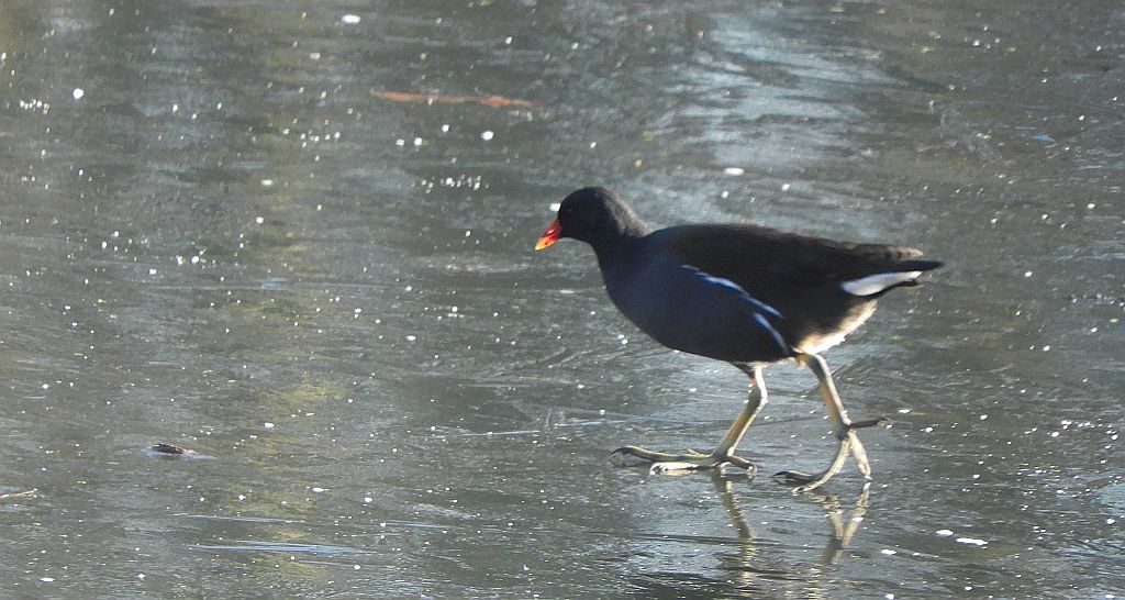 Kokoszka zwyczajna, kokoszka, kokoszka wodna, kurka wodna (Gallinula chloropus)