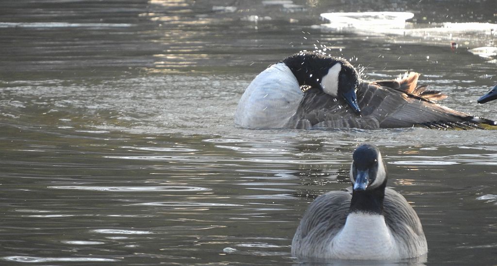 Bernikla kanadyjska (Branta canadensis)