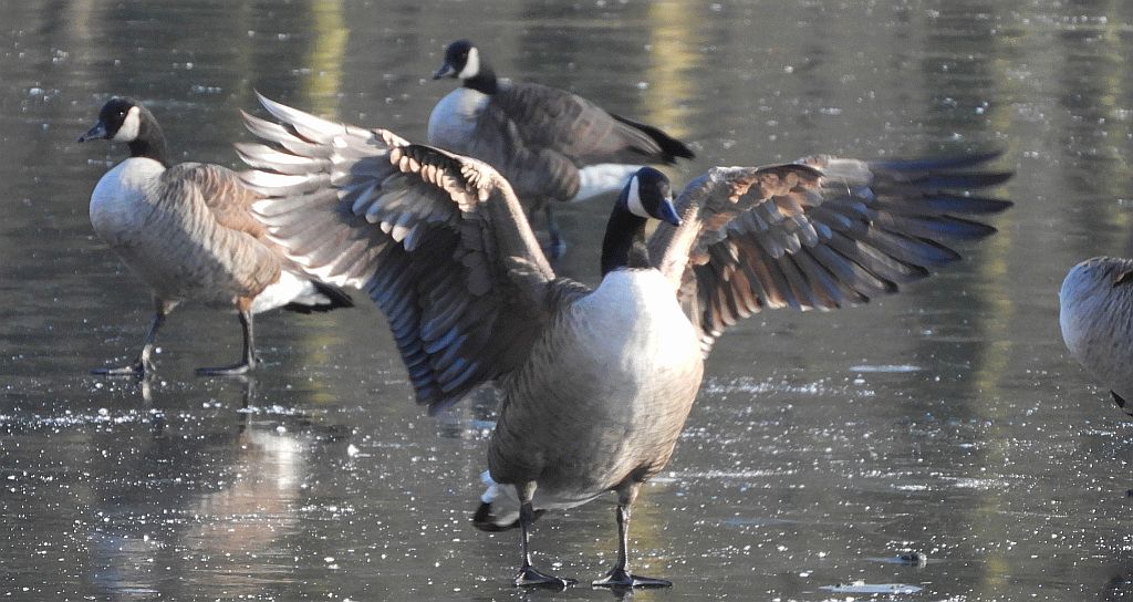 Bernikla kanadyjska (Branta canadensis)