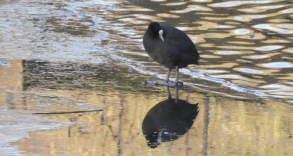 Łyska zwyczajna, łyska (Fulica atra)