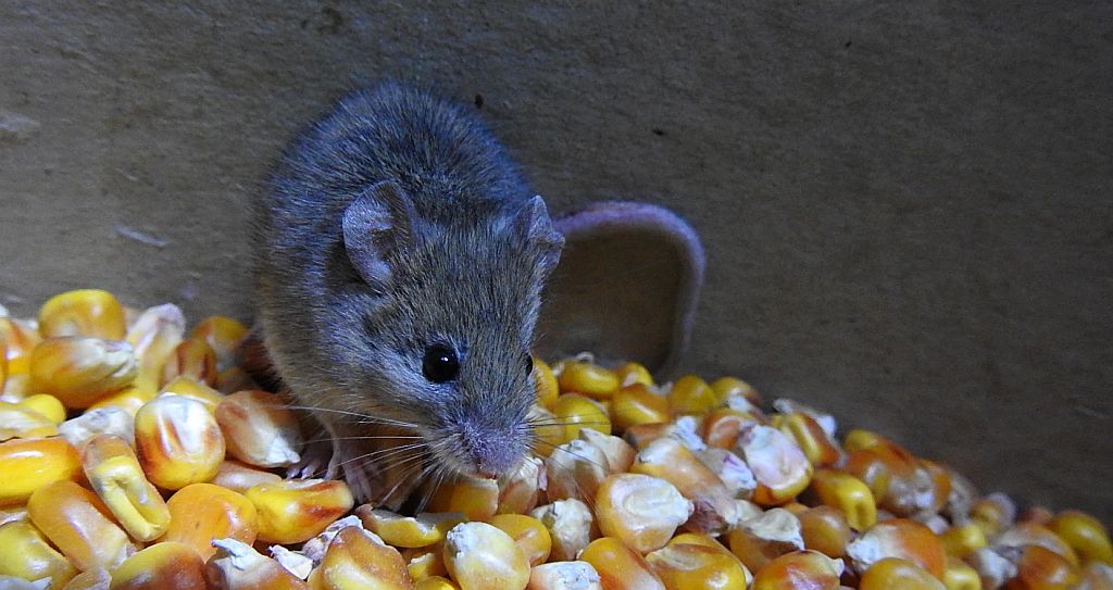 Myszarka zaroślowa, mysz zaroślowa (Apodemus sylvaticus)