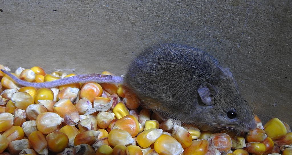 Myszarka zaroślowa, mysz zaroślowa (Apodemus sylvaticus)