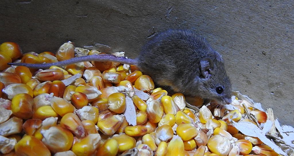 Myszarka zaroślowa, mysz zaroślowa (Apodemus sylvaticus)