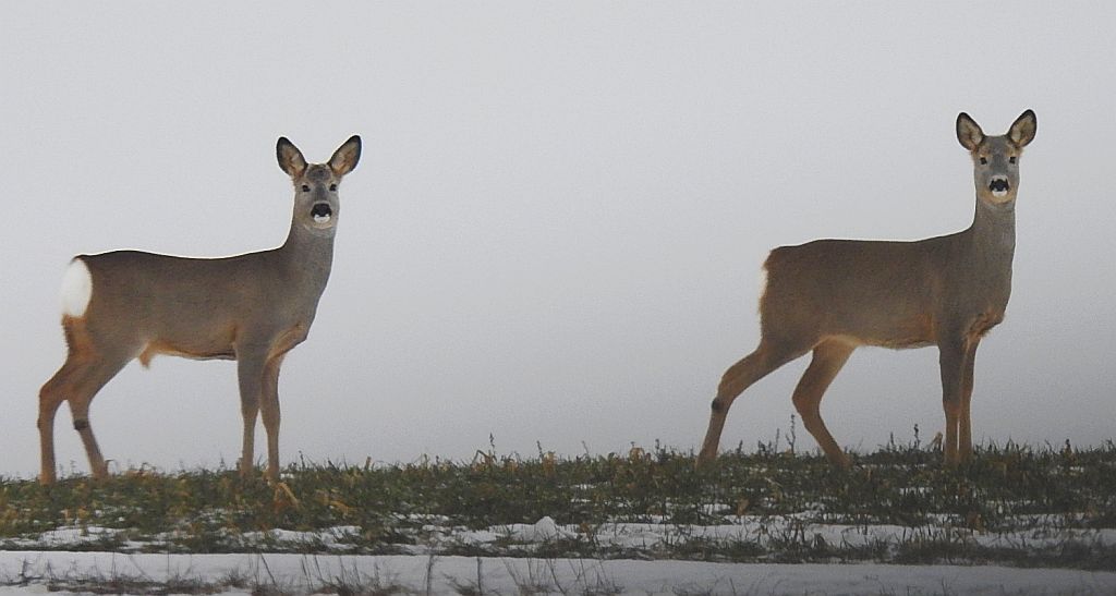 Sarna europejska (Capreolus capreolus)