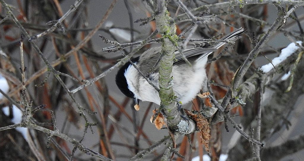Sikora uboga, szarytka, błotniczka, sikora trzcinna (Poecile palustris)