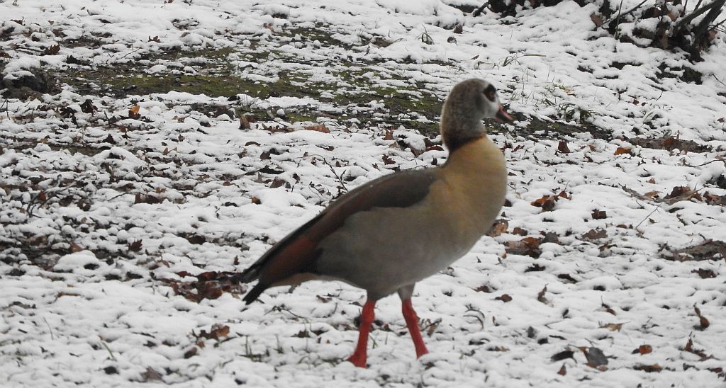 Gęsiówka egipska (Alopochen aegyptiaca)