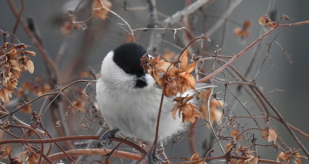 Sikora uboga, szarytka, błotniczka, sikora trzcinna (Poecile palustris)