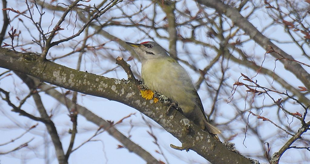 Dzięcioł zielonosiwy (Picus canus)