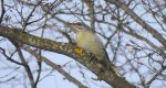 Dzięcioł zielonosiwy (Picus canus)