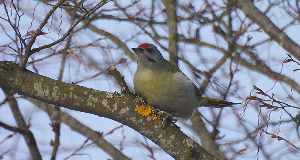 Dzięcioł zielonosiwy (Picus canus)