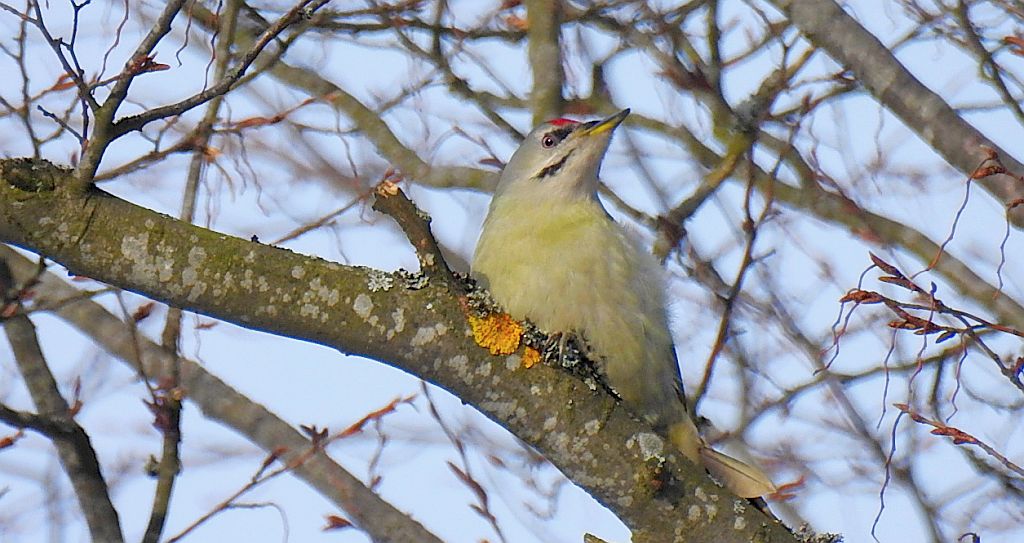 Dzięcioł zielonosiwy (Picus canus)