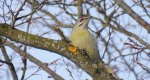 Dzięcioł zielonosiwy (Picus canus)