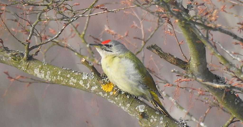Dzięcioł zielonosiwy (Picus canus)