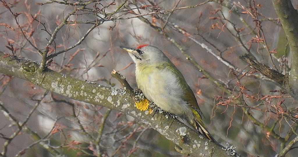 Dzięcioł zielonosiwy (Picus canus)