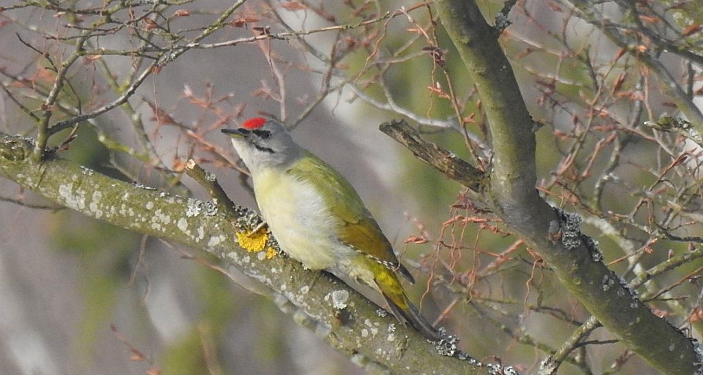 Dzięcioł zielonosiwy (Picus canus)