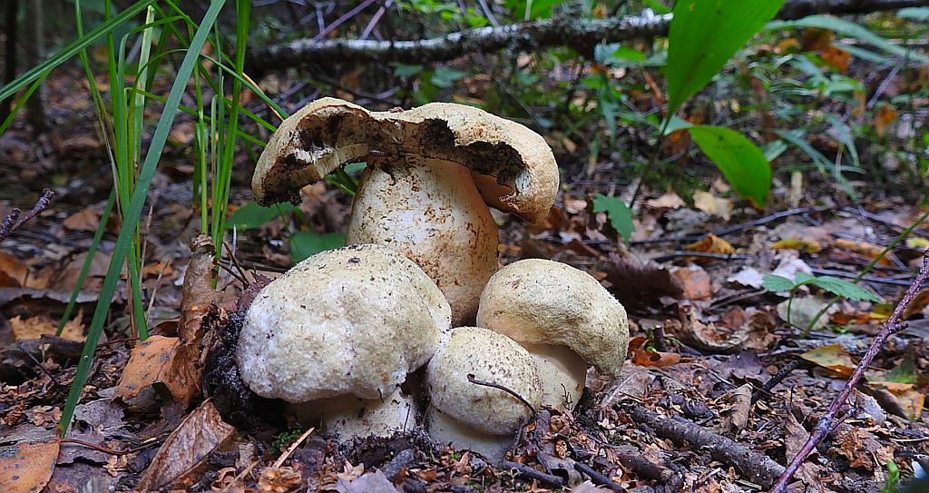 Piaskowiec modrzak (Gyroporus cyanescens)