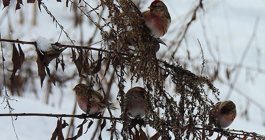 Czeczotka (Carduelis flammea)