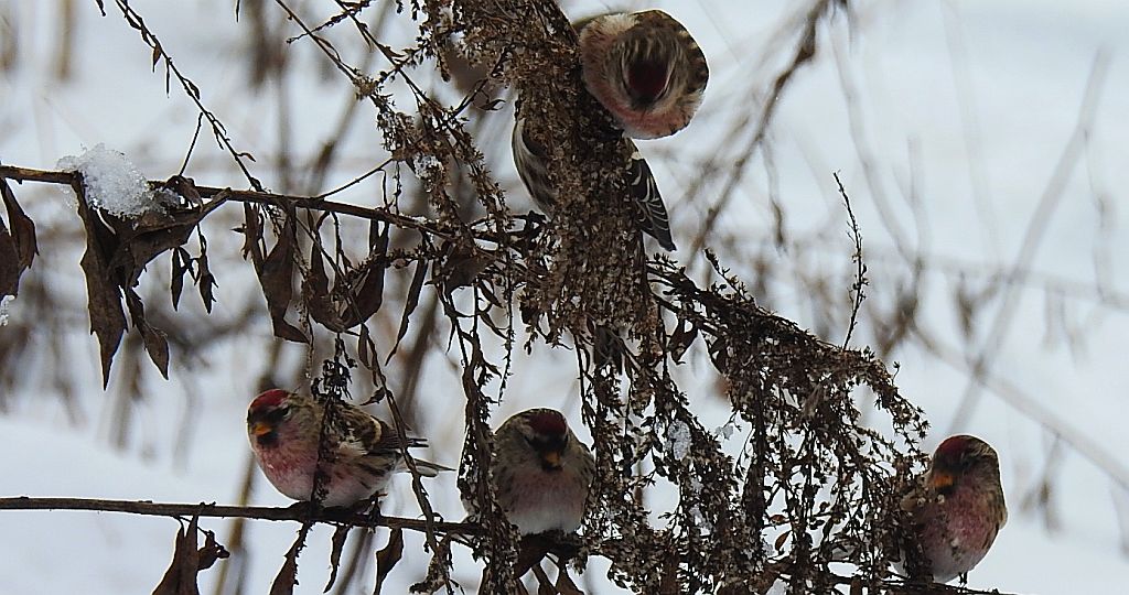 Czeczotka (Carduelis flammea)