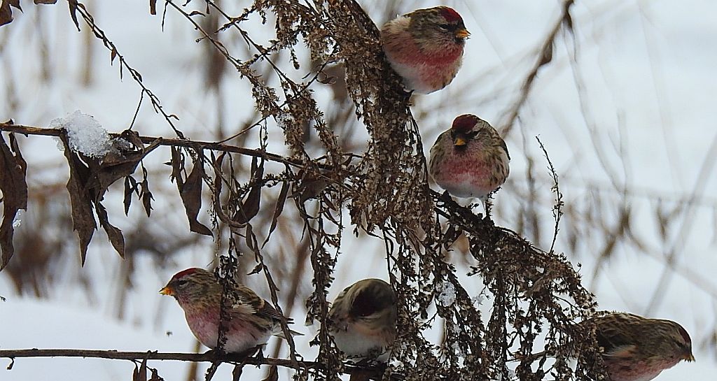 Czeczotka (Carduelis flammea)