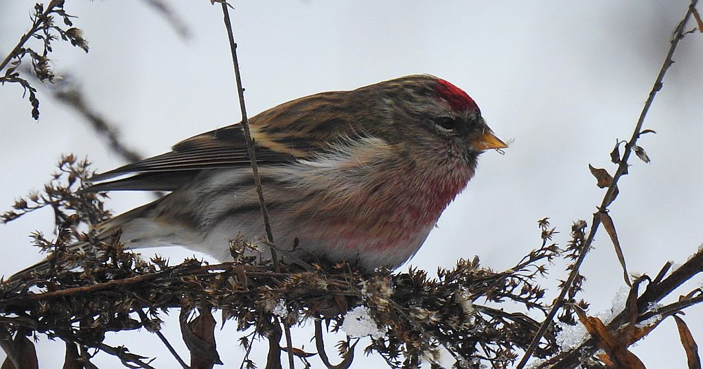 Czeczotka (Carduelis flammea)