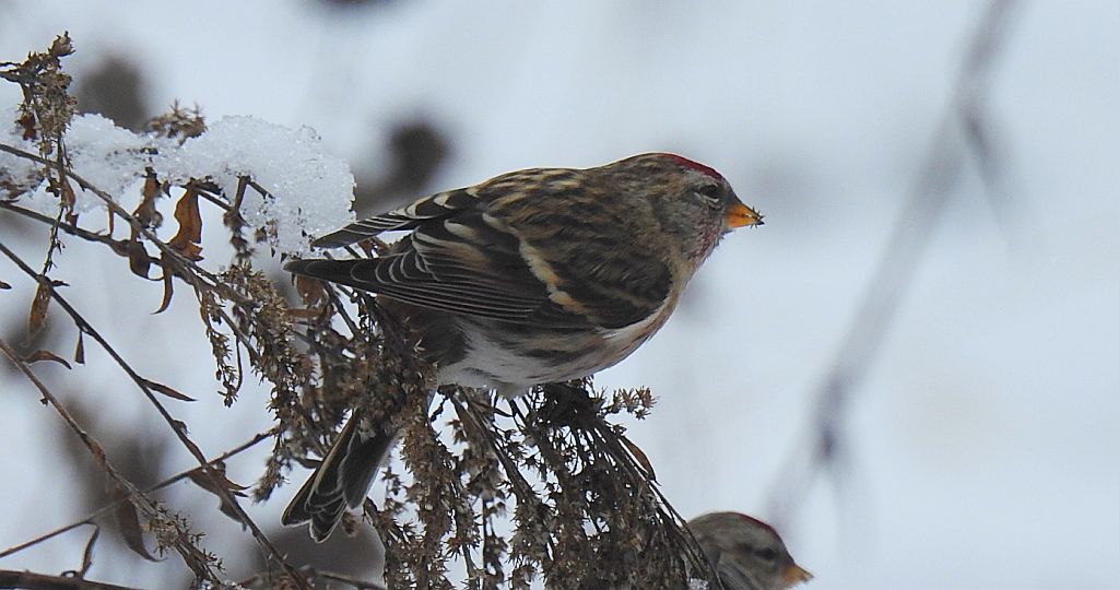 Czeczotka (Carduelis flammea)