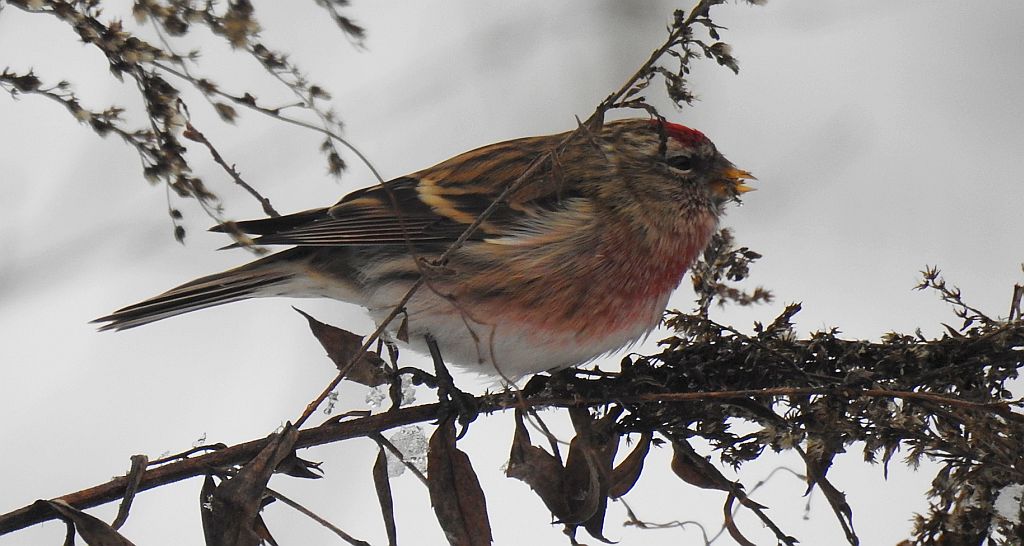 Czeczotka (Carduelis flammea)