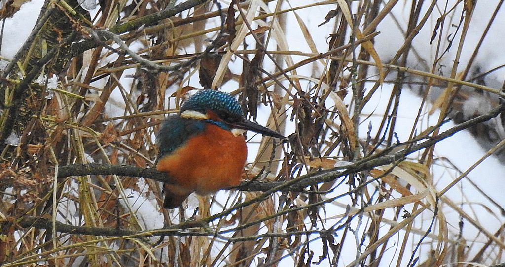 Zimorodek zwyczajny, zimorodek (Alcedo atthis)