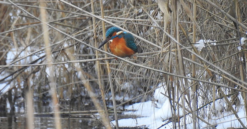 Zimorodek zwyczajny, zimorodek (Alcedo atthis)