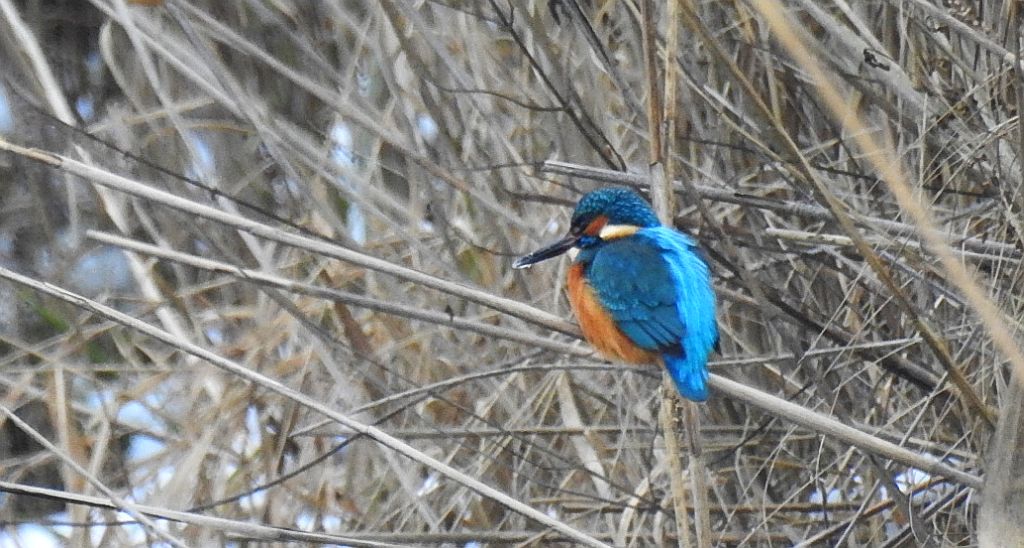 Zimorodek zwyczajny, zimorodek (Alcedo atthis)