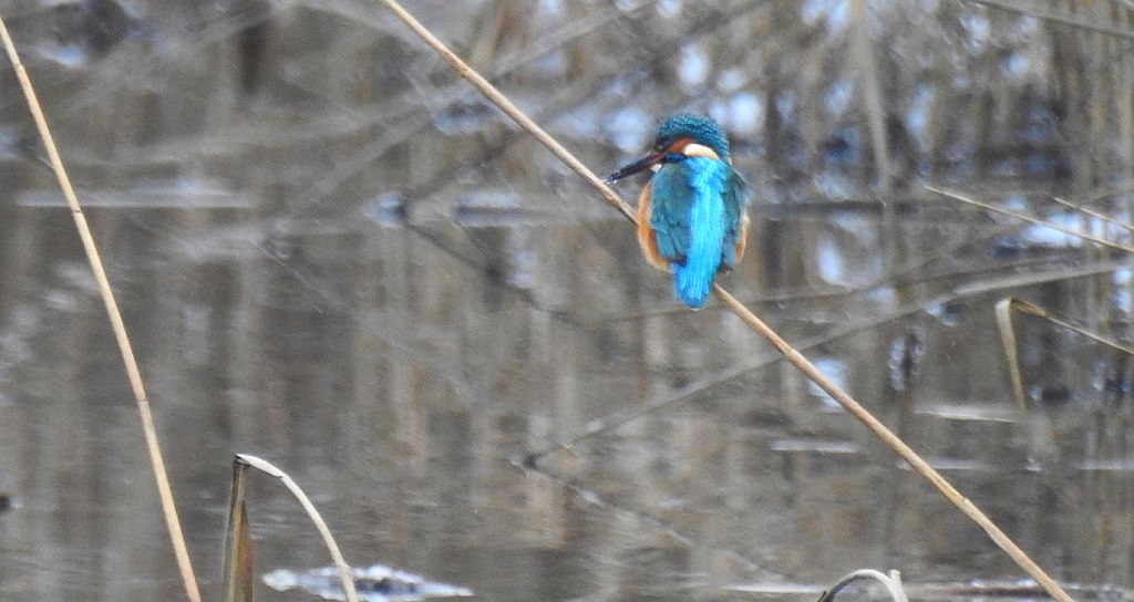 Zimorodek zwyczajny, zimorodek (Alcedo atthis)