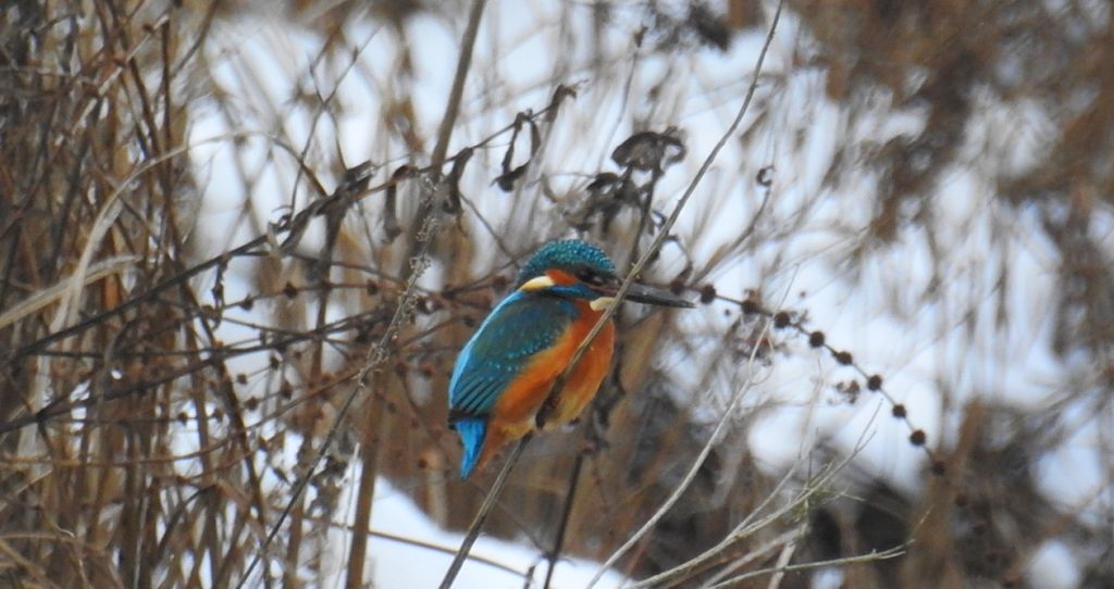 Zimorodek zwyczajny, zimorodek (Alcedo atthis)