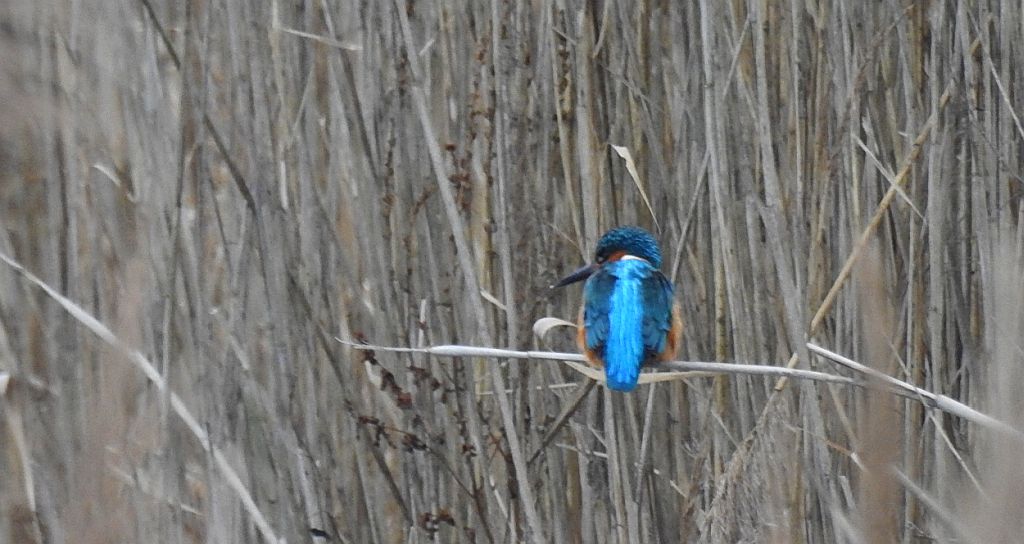 Zimorodek zwyczajny, zimorodek (Alcedo atthis)