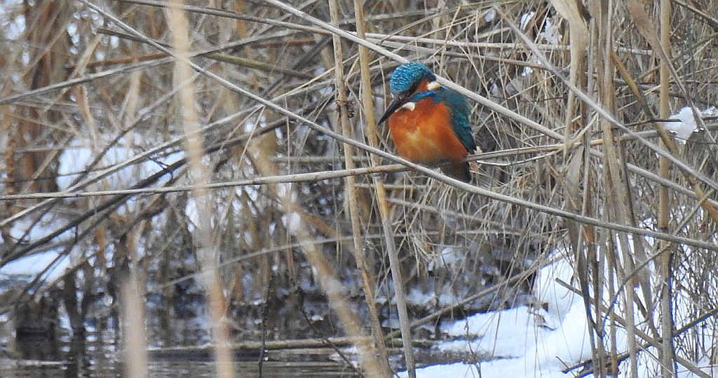 Zimorodek zwyczajny, zimorodek (Alcedo atthis)