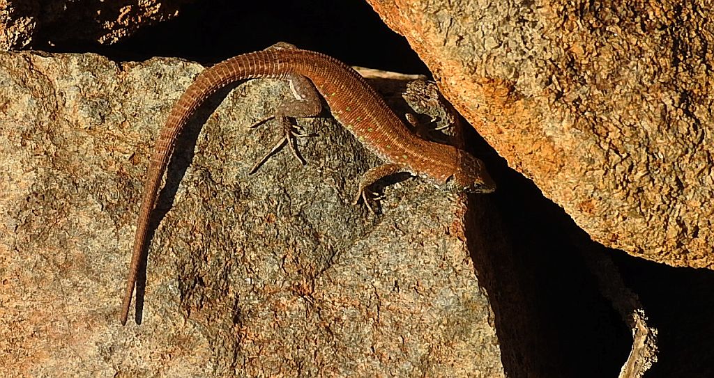 Jaszczurka - Galiotia atlantica