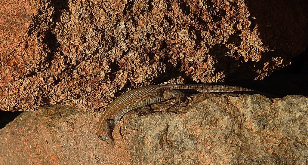 Jaszczurka - Galiotia atlantica