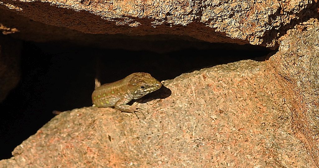 Jaszczurka - Galiotia atlantica