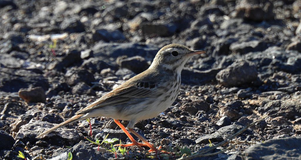 Świergotek kanaryjski (Anthus berthelotti)