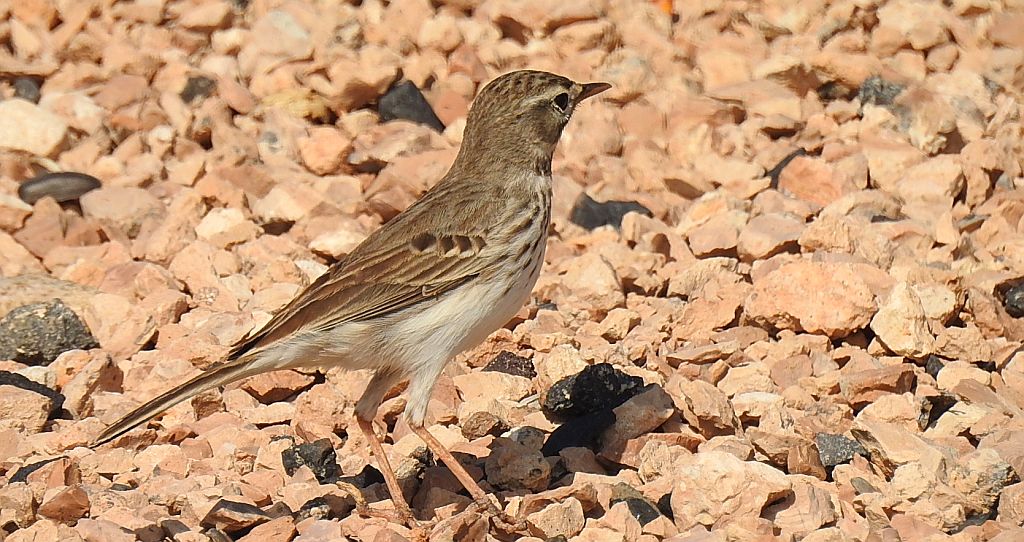 Świergotek kanaryjski (Corydalla berthelotii)
