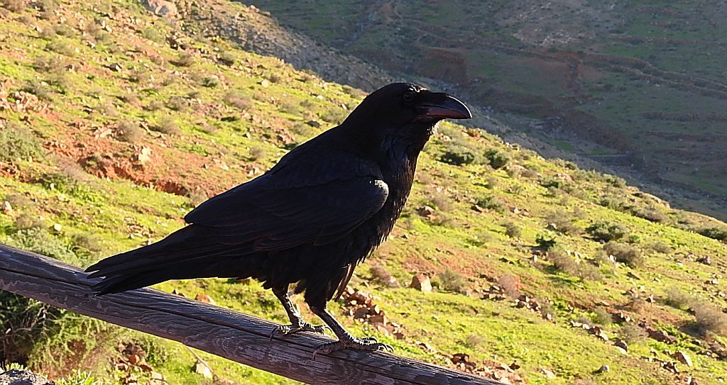 Kruk zwyczajny, kruk (Corvus corax)