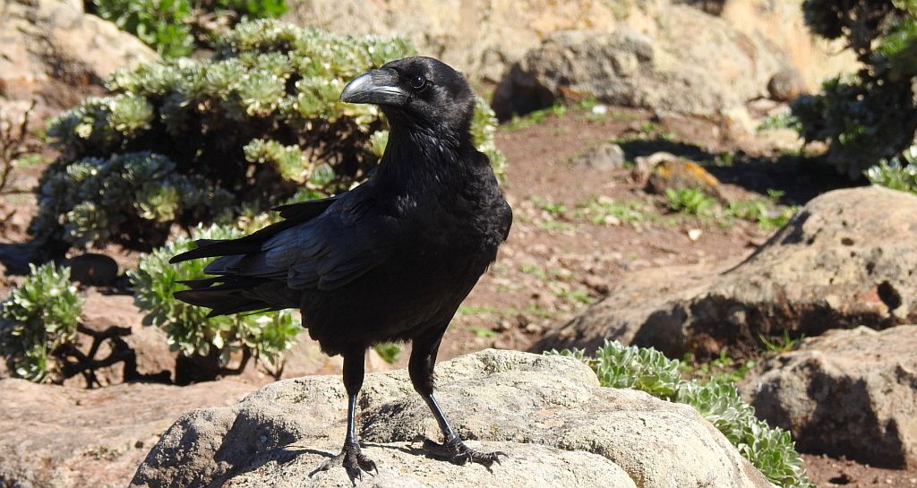 Kruk zwyczajny, kruk (Corvus corax)