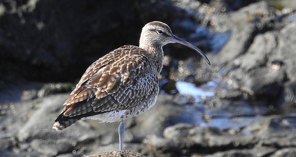 Kulik mniejszy (Numenius phaeopus)
