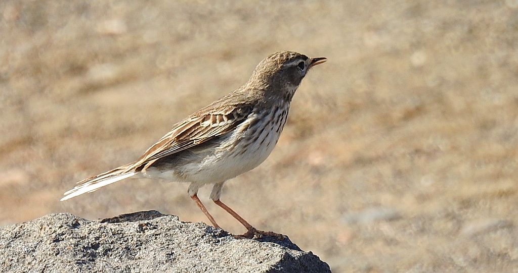 Świergotek kanaryjski (Corydalla berthelotii)