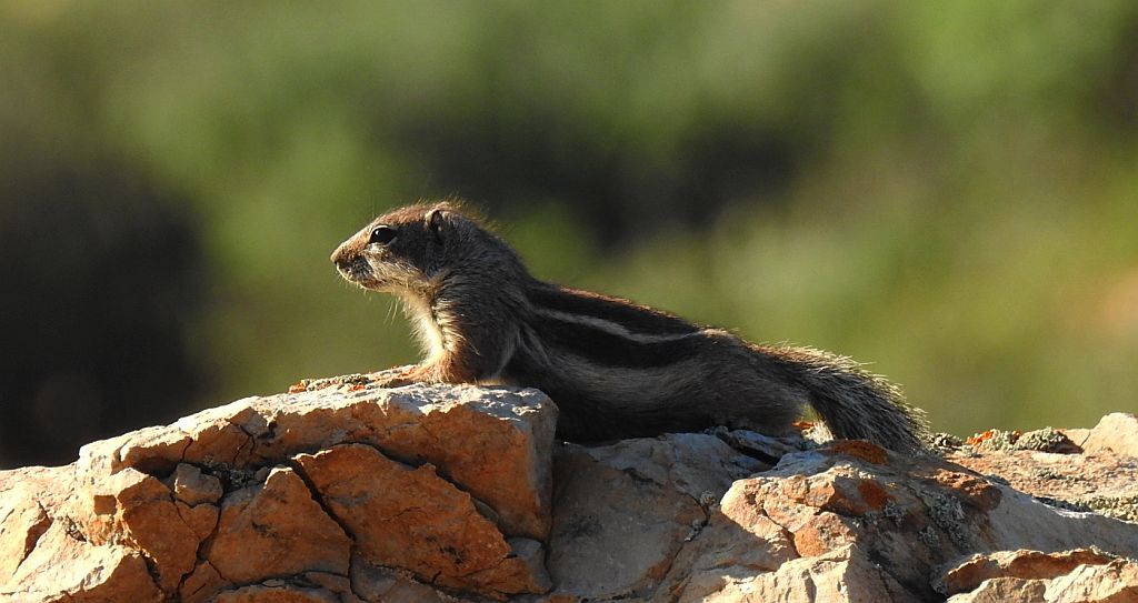 Berberyjka marokańska (Atlantoxerus getulus)