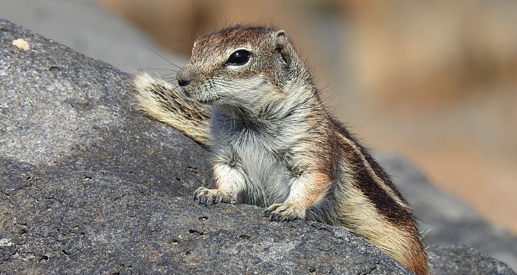 Berberyjka marokańska (Atlantoxerus getulus)