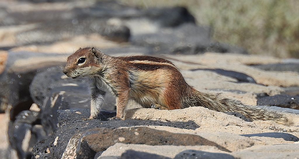 Berberyjka marokańska (Atlantoxerus getulus)