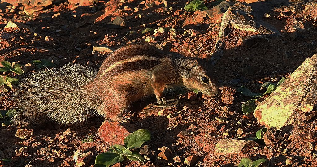 Berberyjka marokańska (Atlantoxerus getulus)
