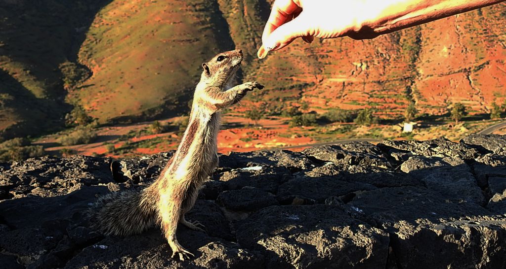 Berberyjka marokańska (Atlantoxerus getulus)