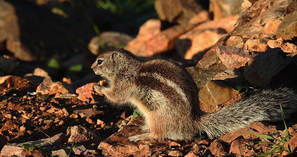 Berberyjka marokańska (Atlantoxerus getulus)