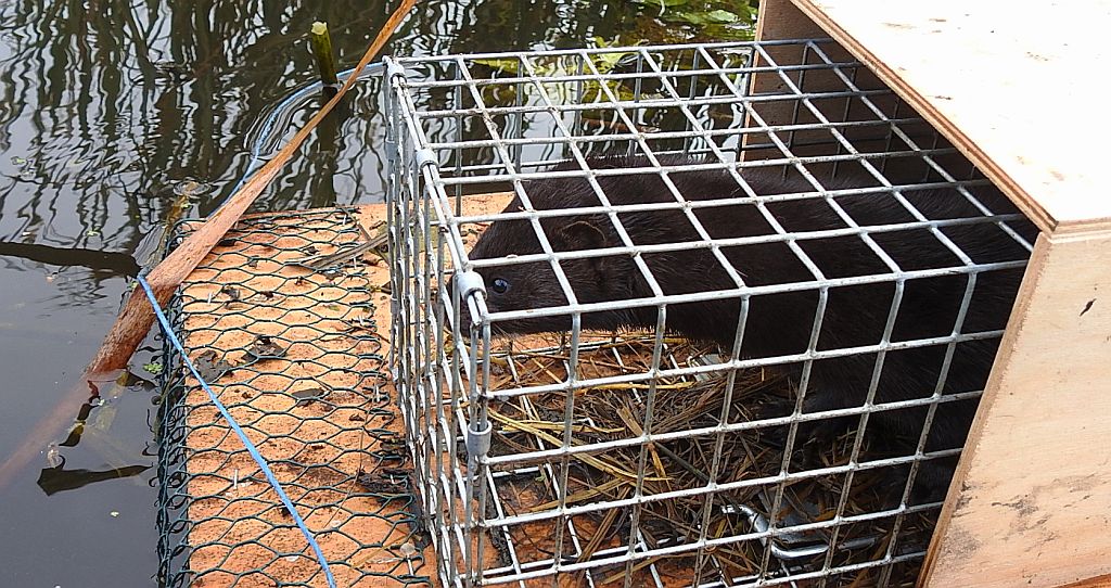 Wizon amerykański, norka amerykańska, wizon (Neovison vison)