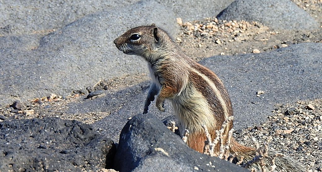 Berberyjka marokańska (Atlantoxerus getulus)